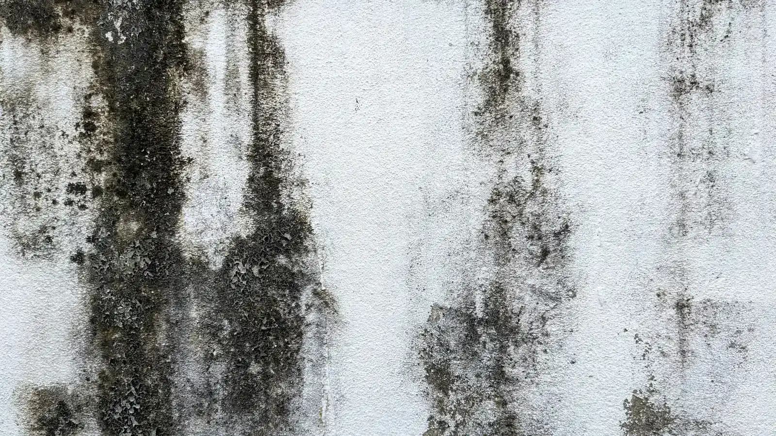 Moisissure noire sur un mur blanc de logement